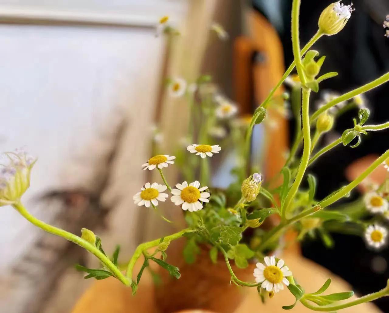 起搏器患者术后气喘是为什么？