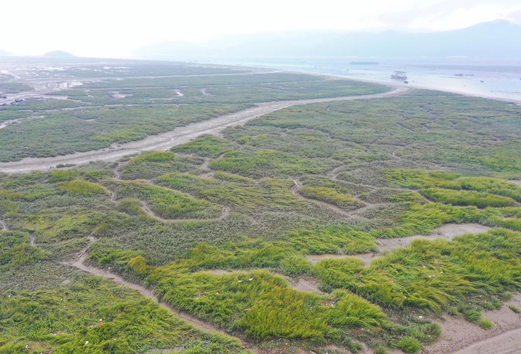 怪鱼带来的灾难,怪鱼物种入侵