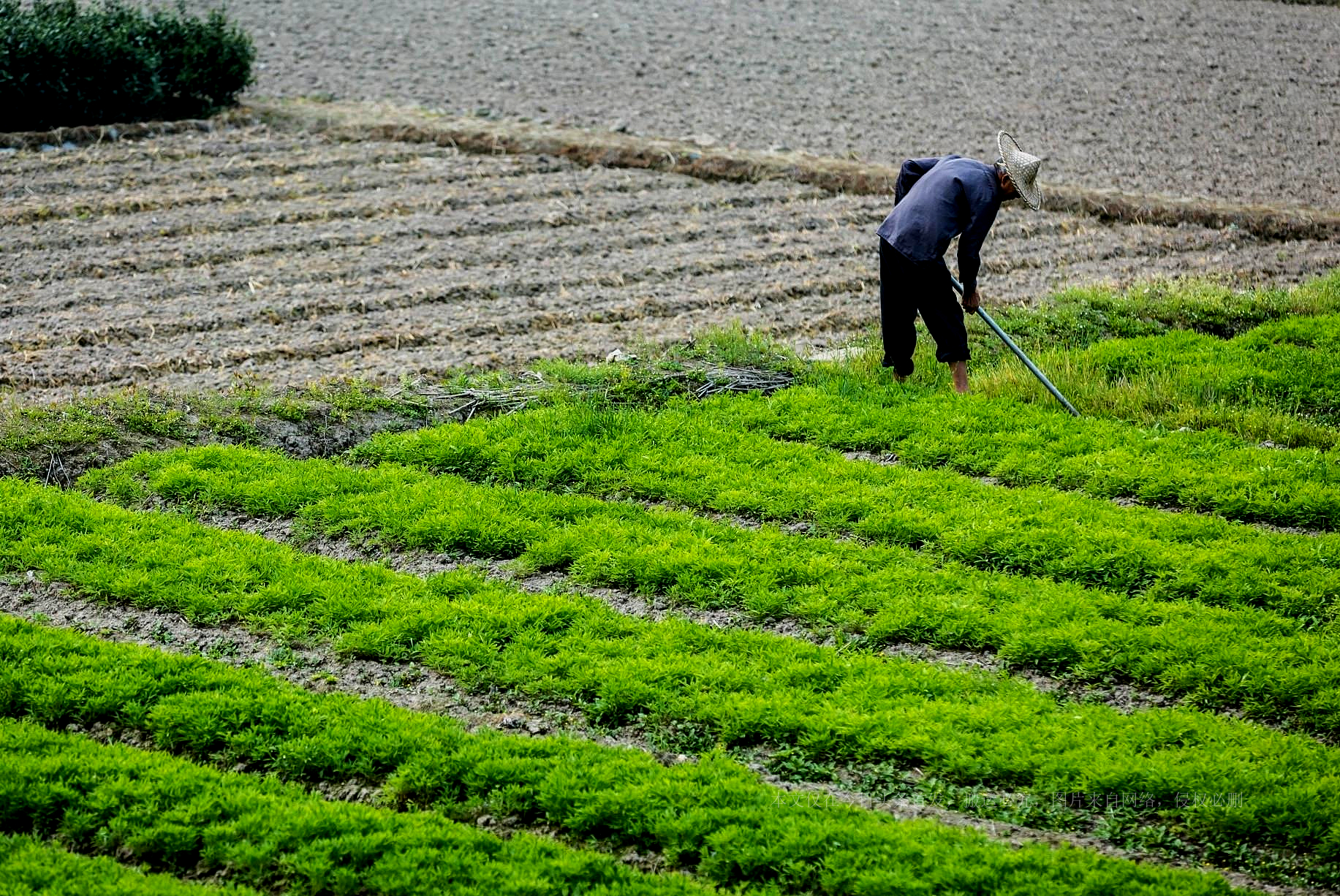 日本租山东1500亩地现在怎样了,日本租山东上千亩荒地5年
