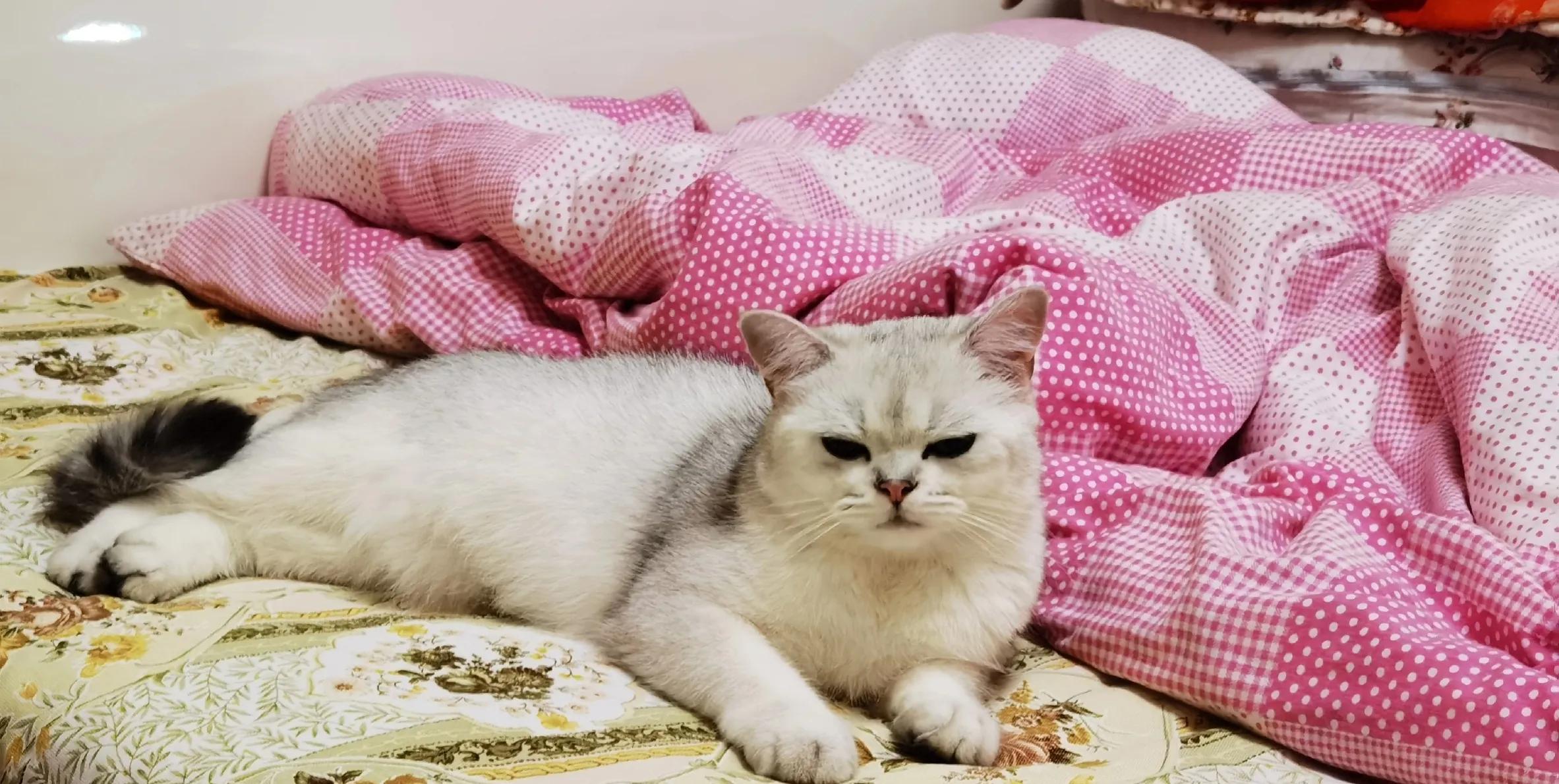 养猫十大麻烦,养猫带来的糟心事你能接受哪些