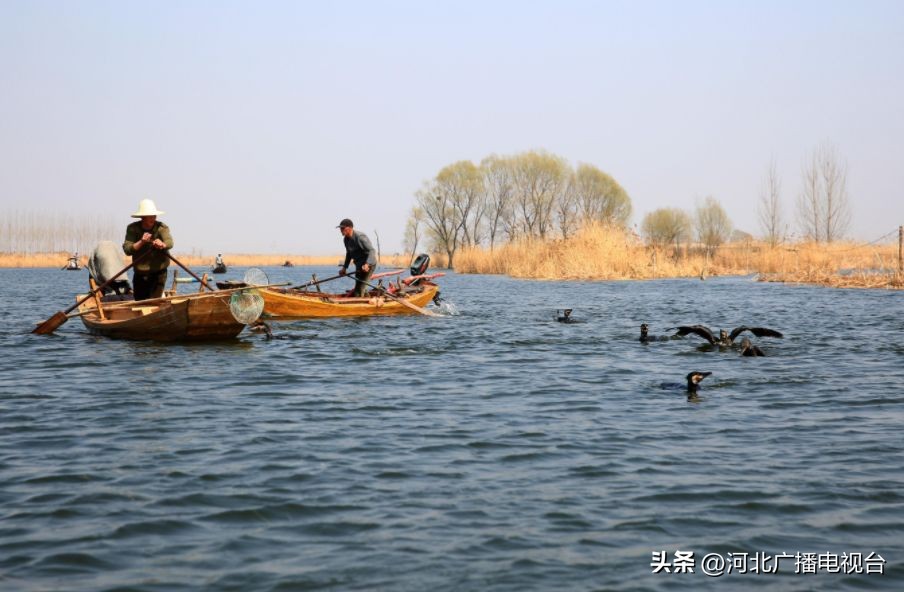 今日的白洋淀视频,现在白洋淀的情况