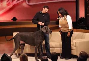 世界最大的狗要多少钱一只,世界上最大的狗狗排行榜第一名