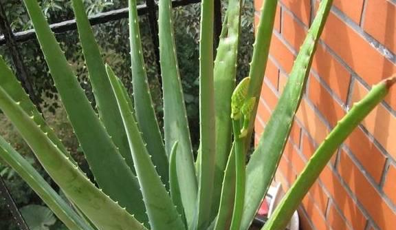 如何让花开得茂盛,如何让花的色彩更艳