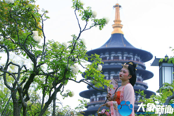 花开时节动京城最美不过洛阳城,四月洛阳美如画千年帝都是花城