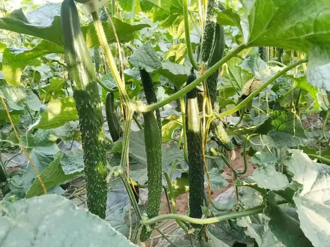 红糖酵母发酵液浇花的配制方法,红糖酵母液施用方法