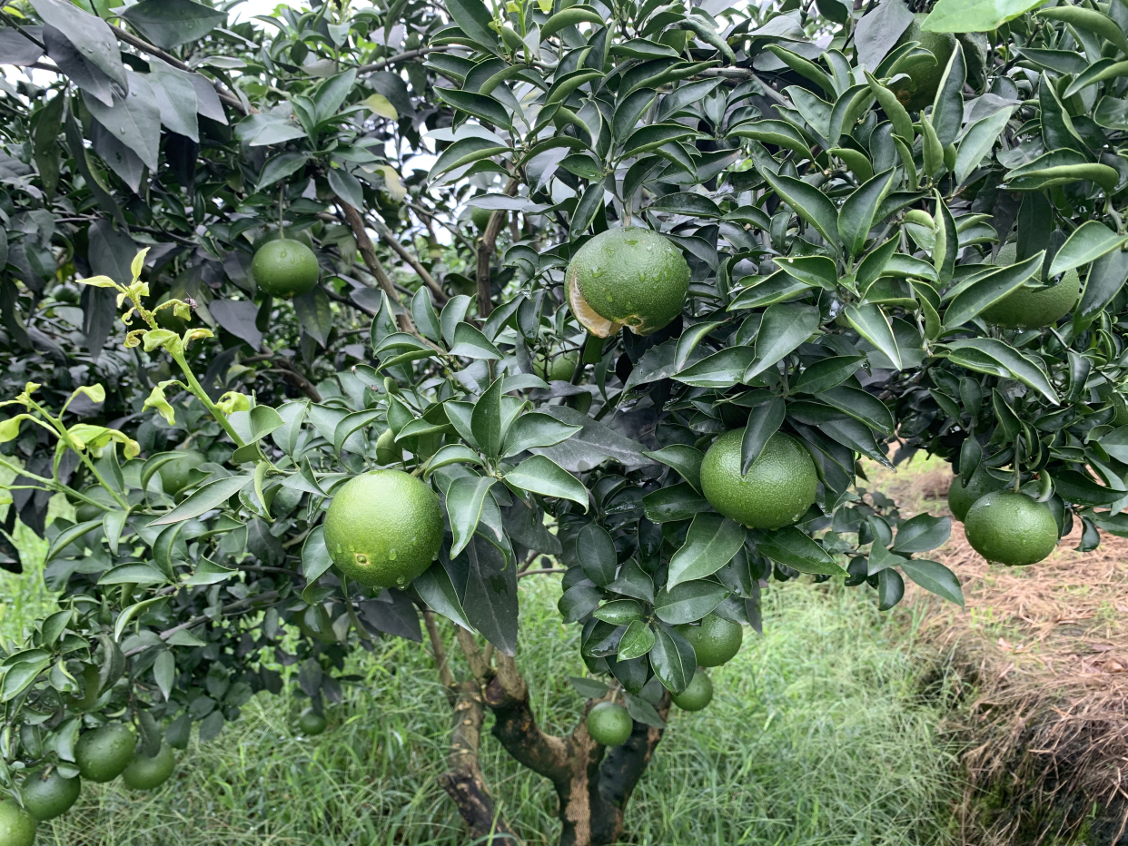 2017年最有前景柑橘是哪个品种,目前柑橘在市场什么品种最好