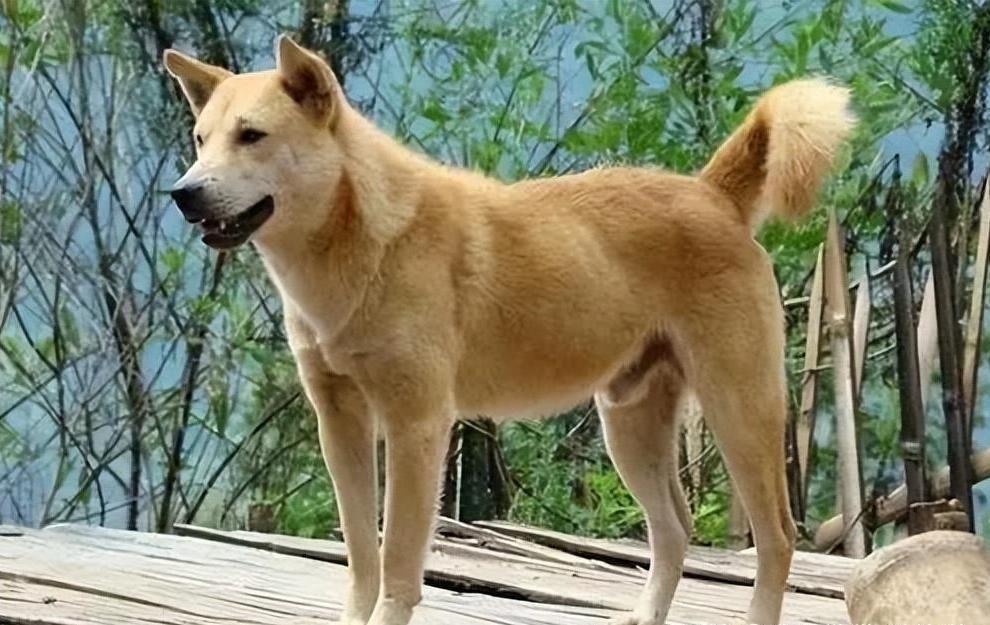 土狗为什么比宠物狗好养,养土狗与养宠物狗有什么区别