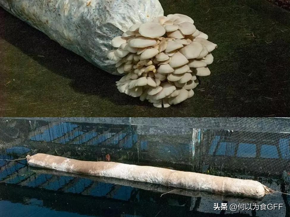 蘑菇发展史,蘑菇历史剪辑