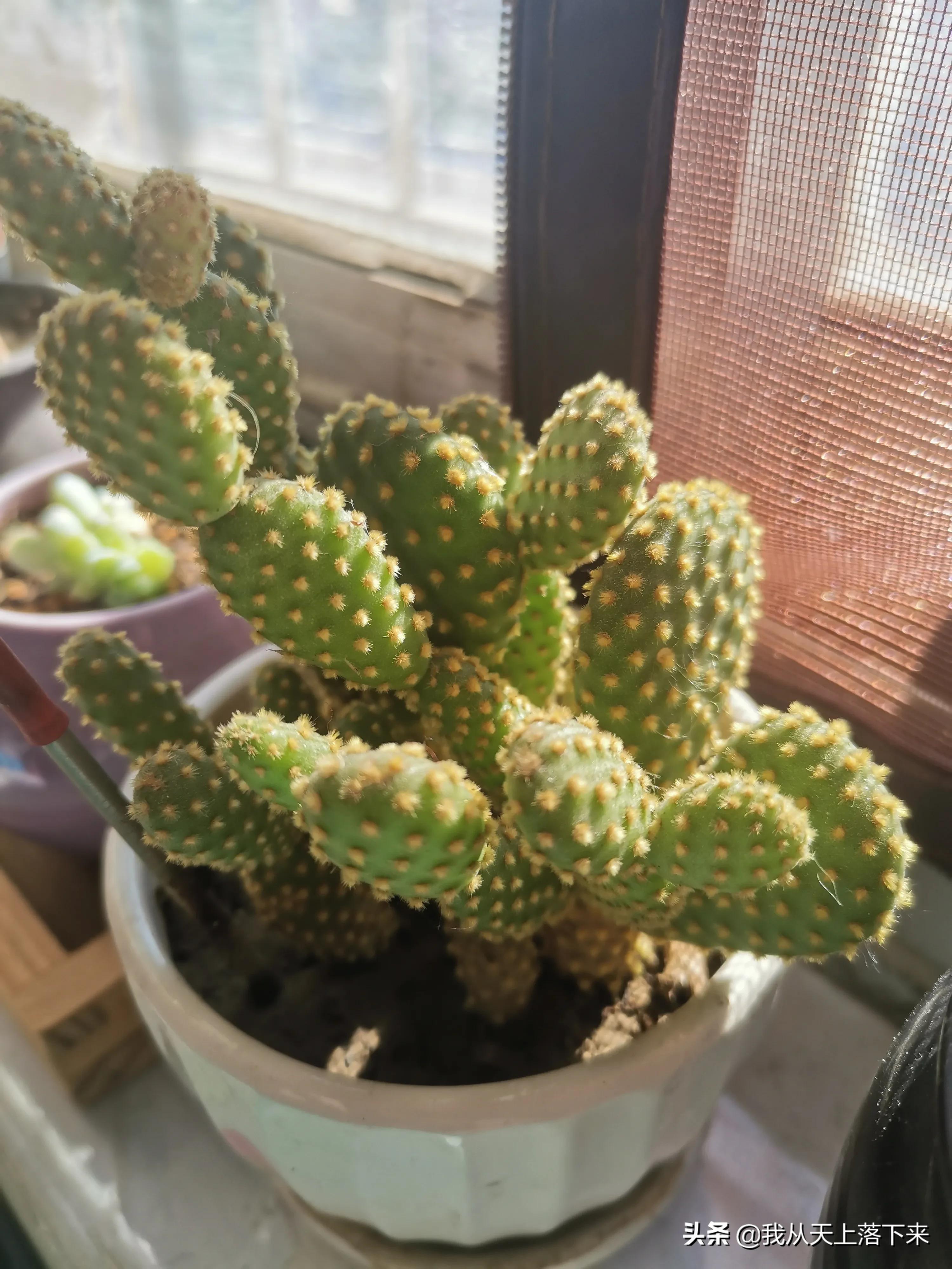 多肉品种及图片大全欣赏,多肉品种辨别图片大全欣赏