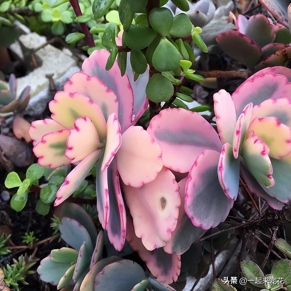 六种好看又好养的多肉,好看又好养的多肉前十名