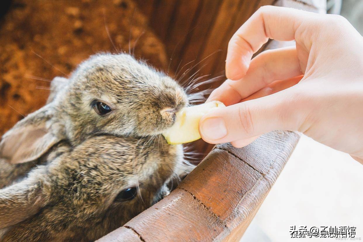 兔子打喷嚏是什么原因,兔子打喷嚏流鼻涕用什么药