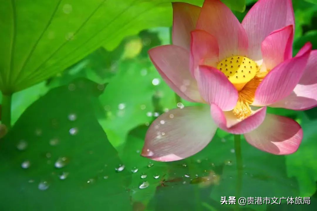 千年荷城贵港,一城夏天歌曲原唱