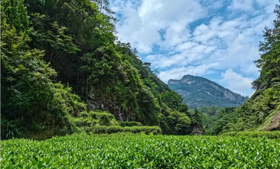 品一泡武夷岩茶感悟,品一杯岩茶享万般茶韵