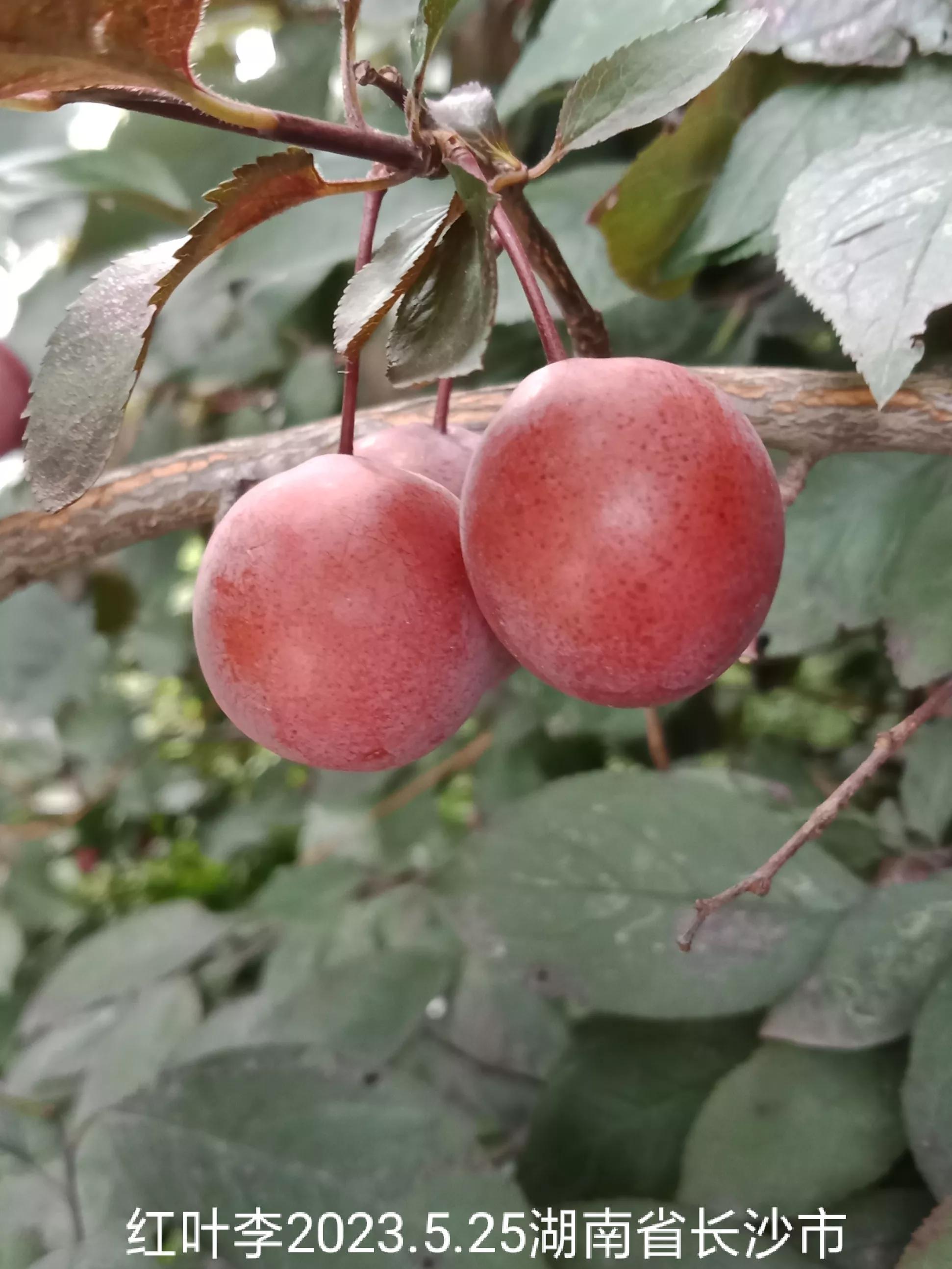 微信群忘保存找不到怎么办,微信群没保存通讯录丢失怎么找回