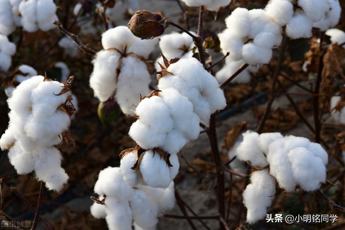 哪一种面料成分夏季穿戴比较凉爽,什么面料T恤比较适合夏天穿