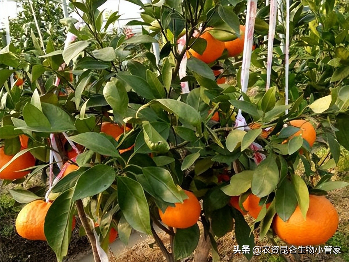 柑橘根腐病怎样治疗好得快,柑橘根腐病怎么防治和治疗