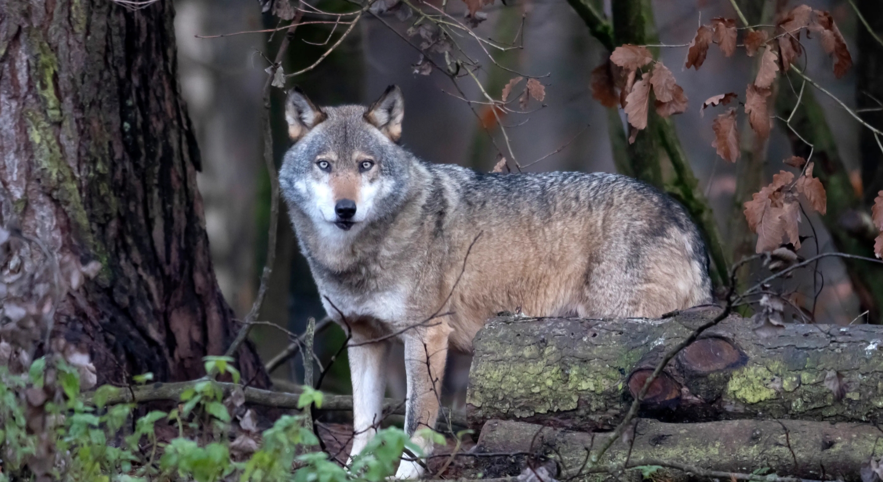 藏獒在猛犬界的地位,曾经火爆的藏獒