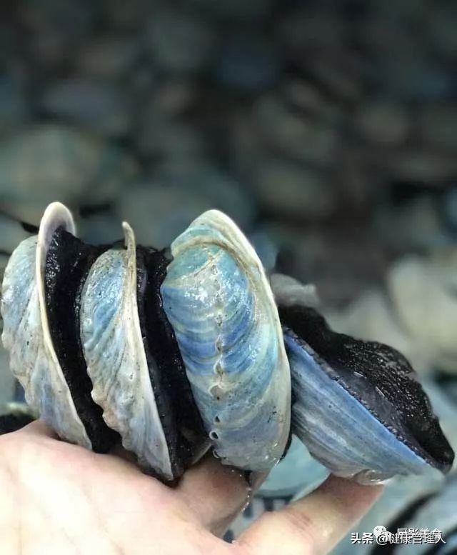 海鲜贝类品种大全及名字,22种海鲜贝类做法大全