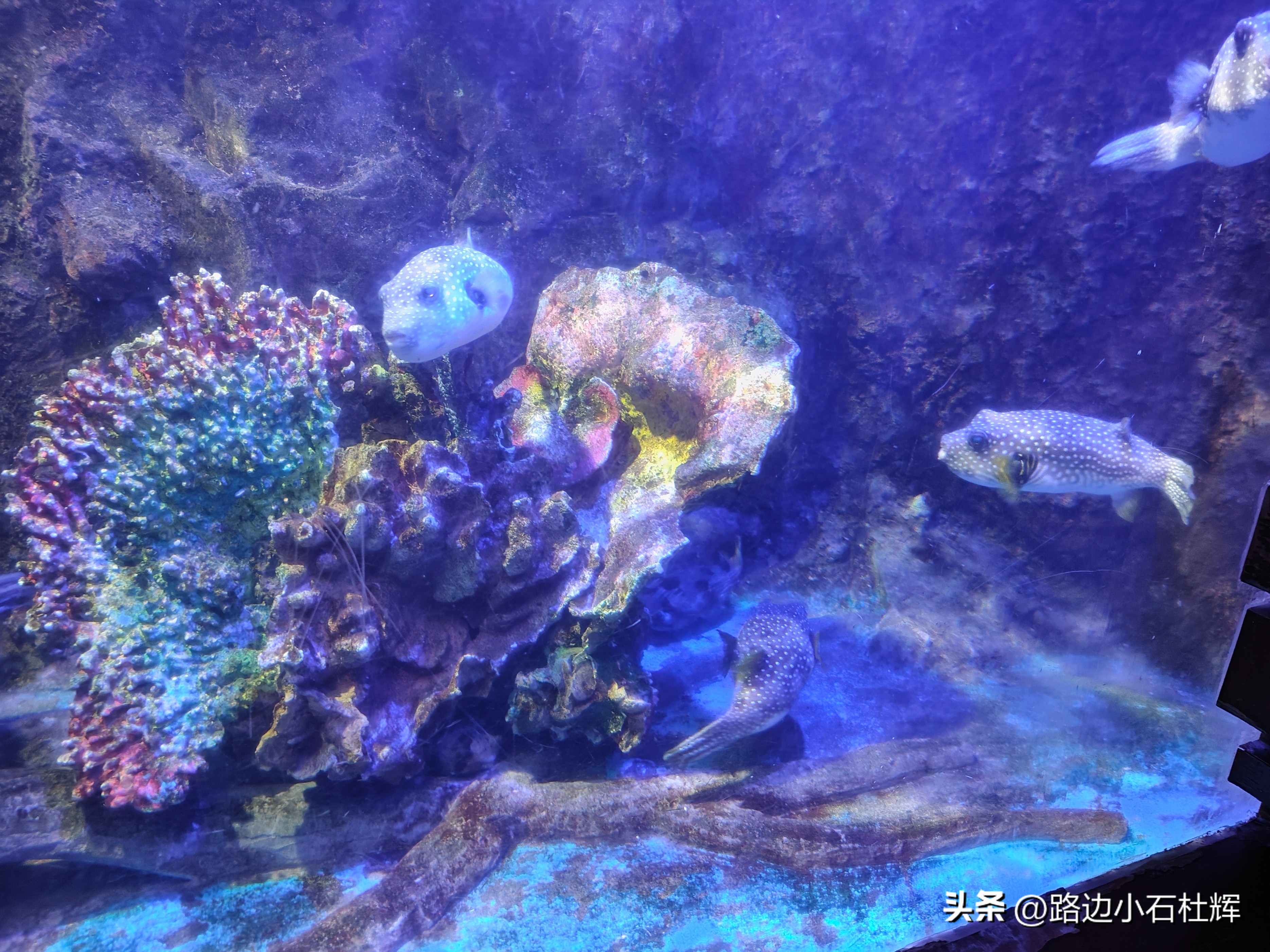 游逛人间,北京海洋馆旅游攻略