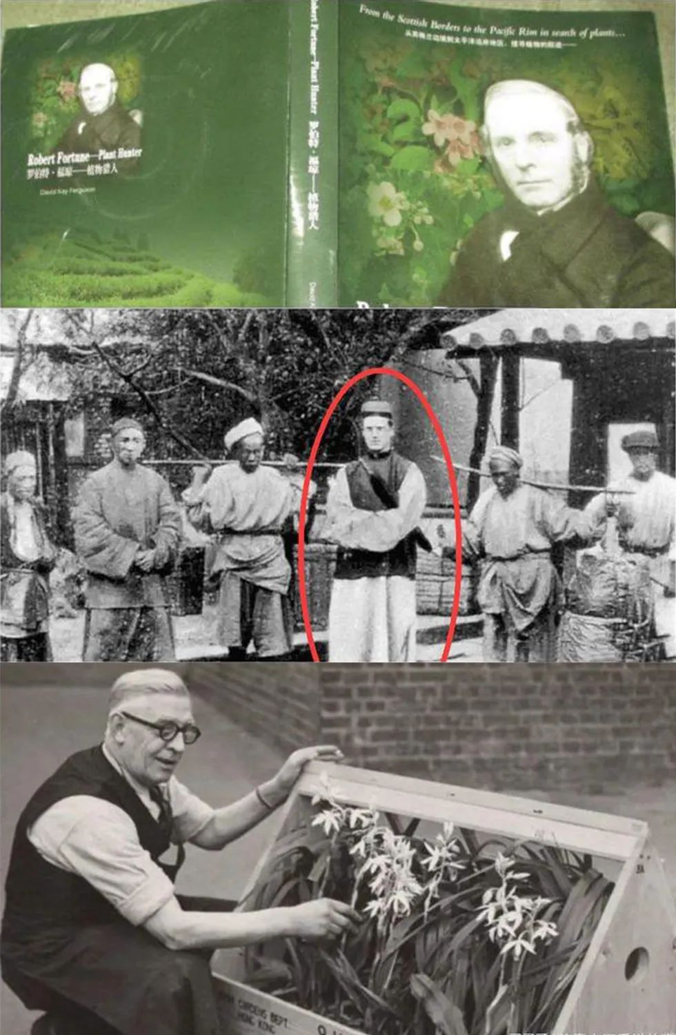 白毫银针故事感悟,白毫银针的故事