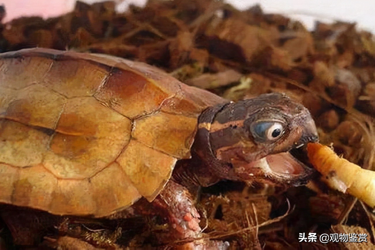 乌龟吃啥怎么养,养乌龟给乌龟吃什么食物