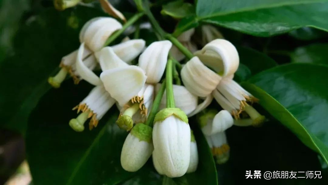 梅州4日3夜旅游路线攻略,春游去哪玩梅州樱花谷