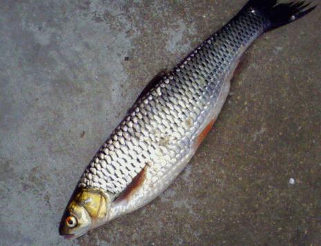 中国十大最惨入侵物种,中国史上最惨的入侵物种