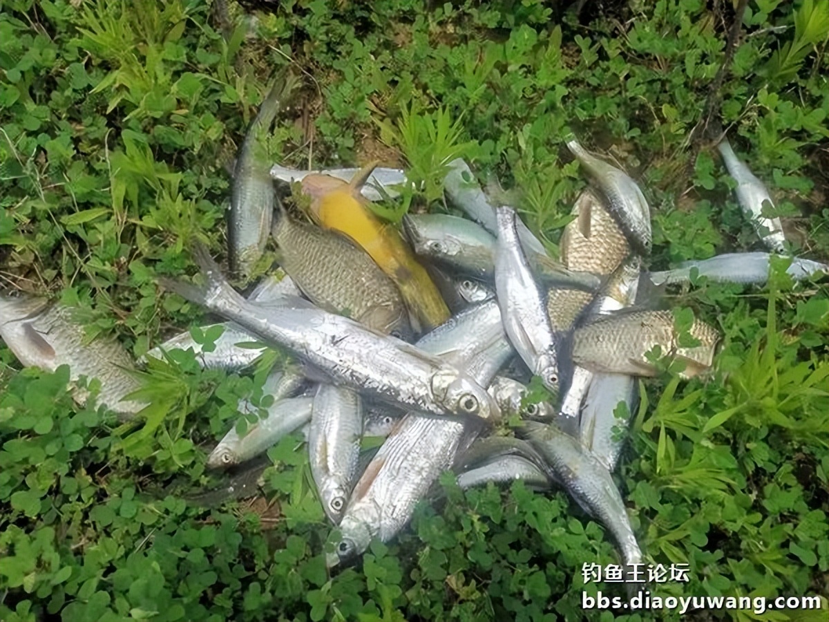 饵料完全包住钩,饵料完美状态
