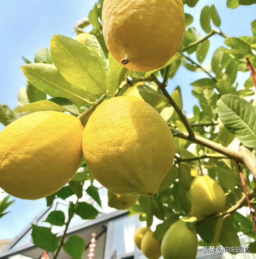 盆栽柠檬树的果子能吃吗,盆栽柠檬树果子