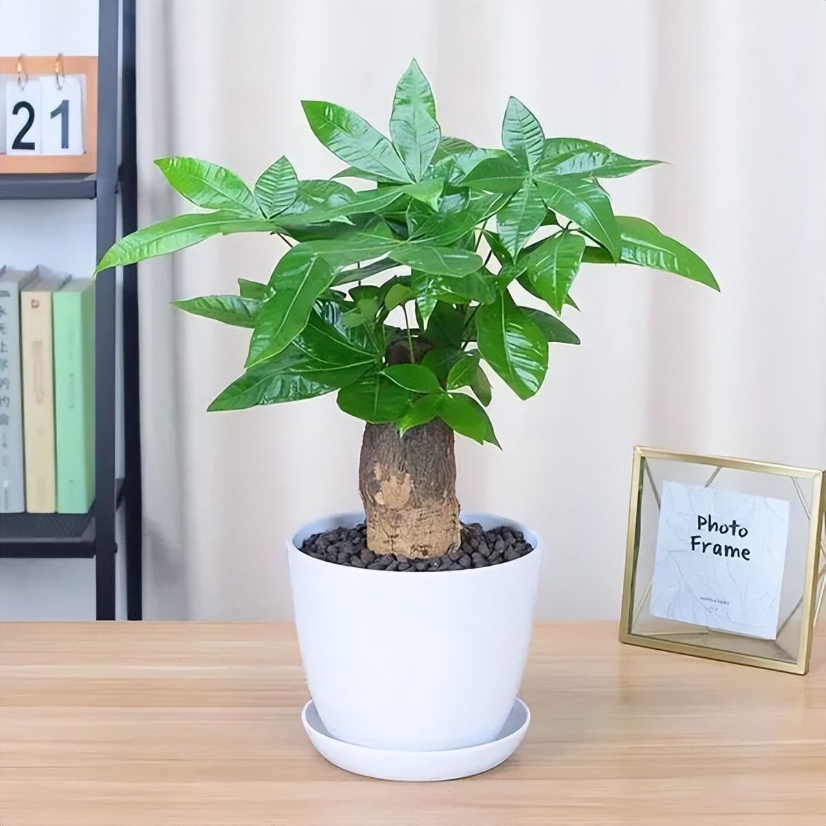 十种招财又旺宅的植物,五种招财又旺家的植物你家有吗