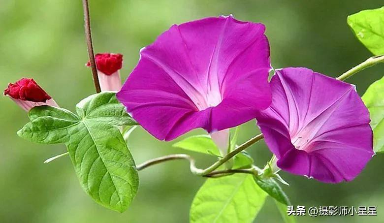 小小牵牛花鲜艳夺目,小小牵牛花教学