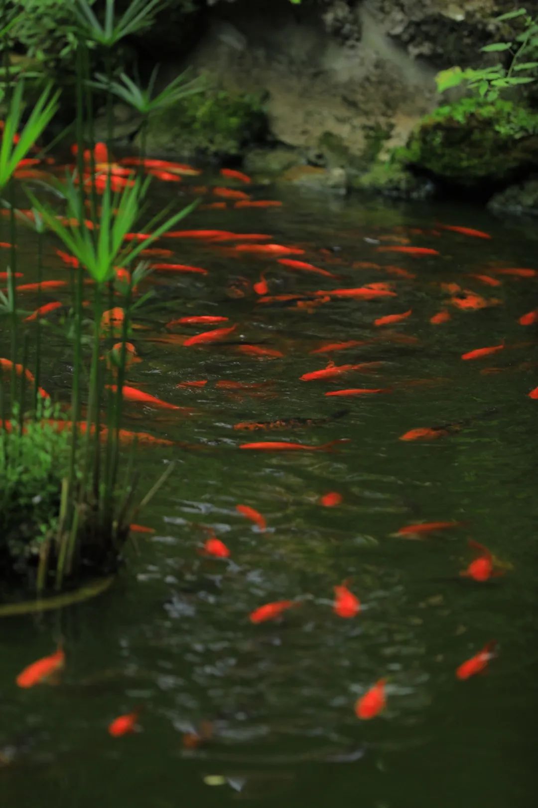 小朋友眼中藏着怎样的邛崃？