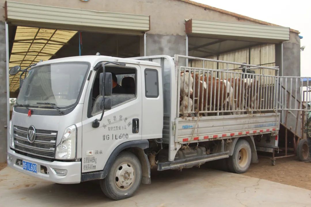 高台县黑泉镇：肥牛敲响“致富门”