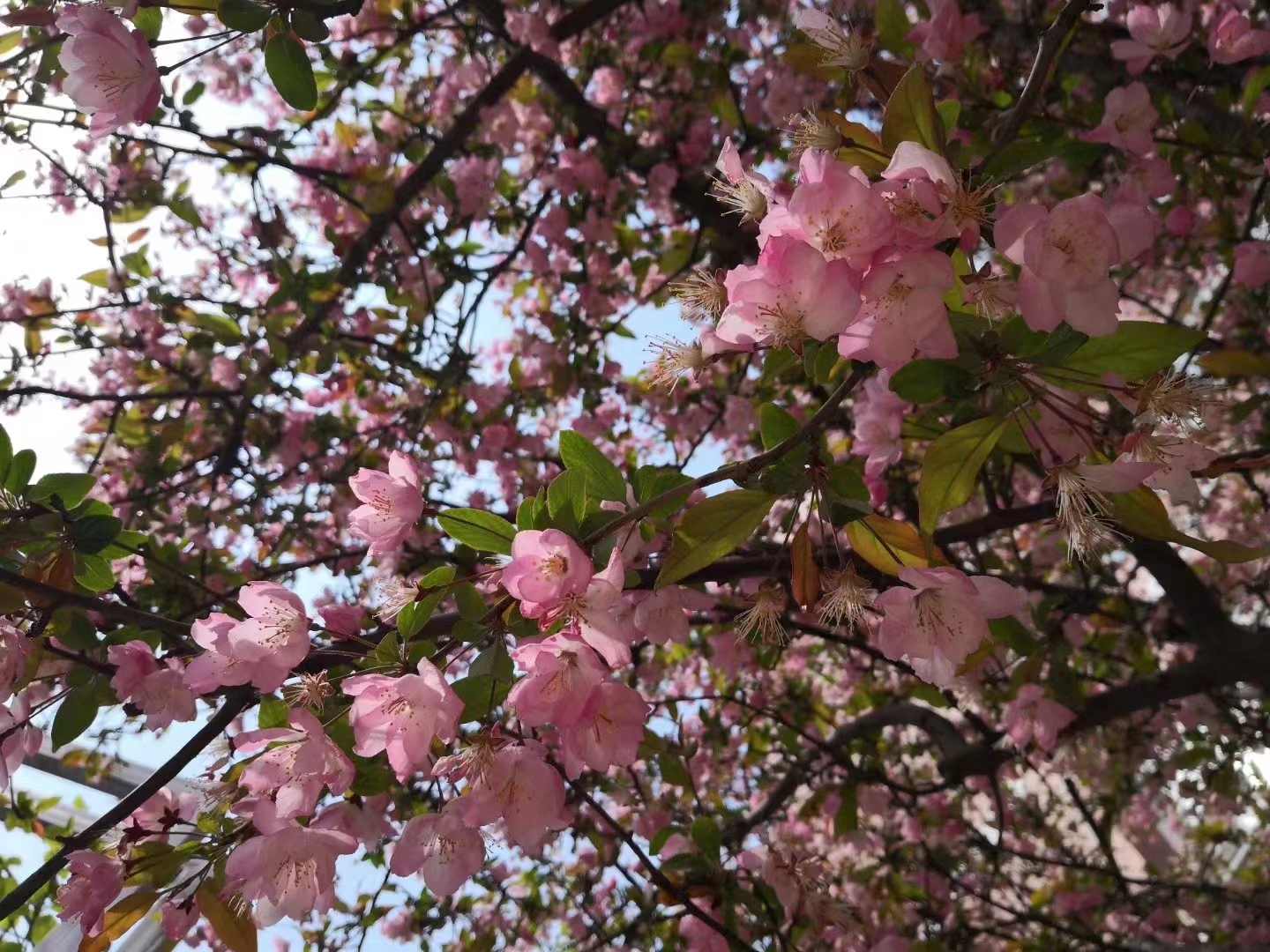 宋词里的春天是美到骨子里的春天,唐诗宋词里的春天朗诵稿4-6分钟