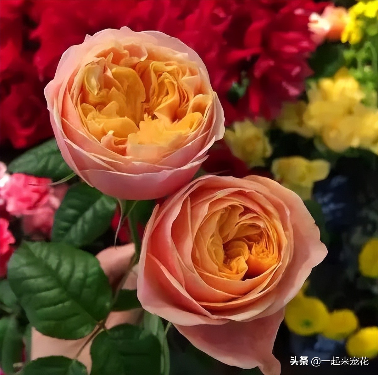 最漂亮10种盆栽月季,月季冬天如何养护春天才会爆花