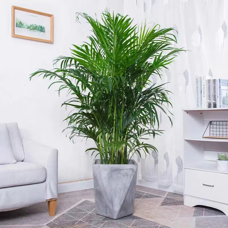 新房子去甲醛最快最有效的绿植,新房吸附甲醛的绿植物