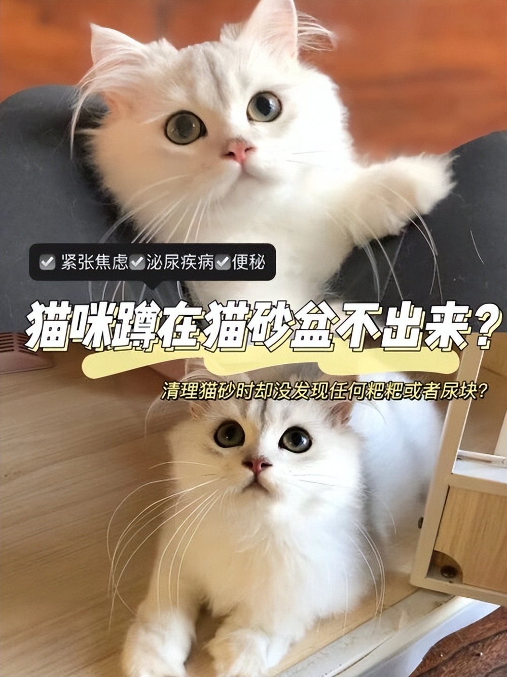 猫咪一直蹲着尿不出来怎么办,猫咪拉不出尿怎么办快速解决