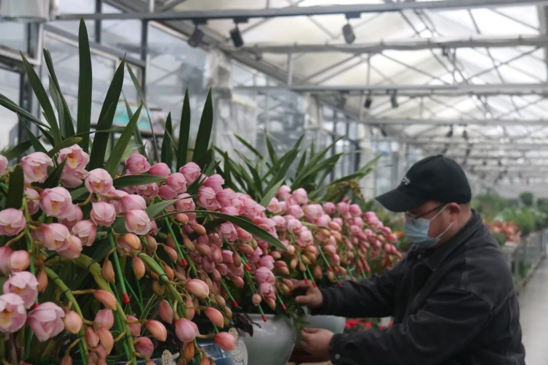 湖南“花二代”开园艺中心，线上一天卖花12万盆，年营业额超2000万元