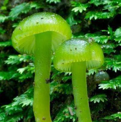 全球十大蓝色动物盘点,全身绿色站立的动物