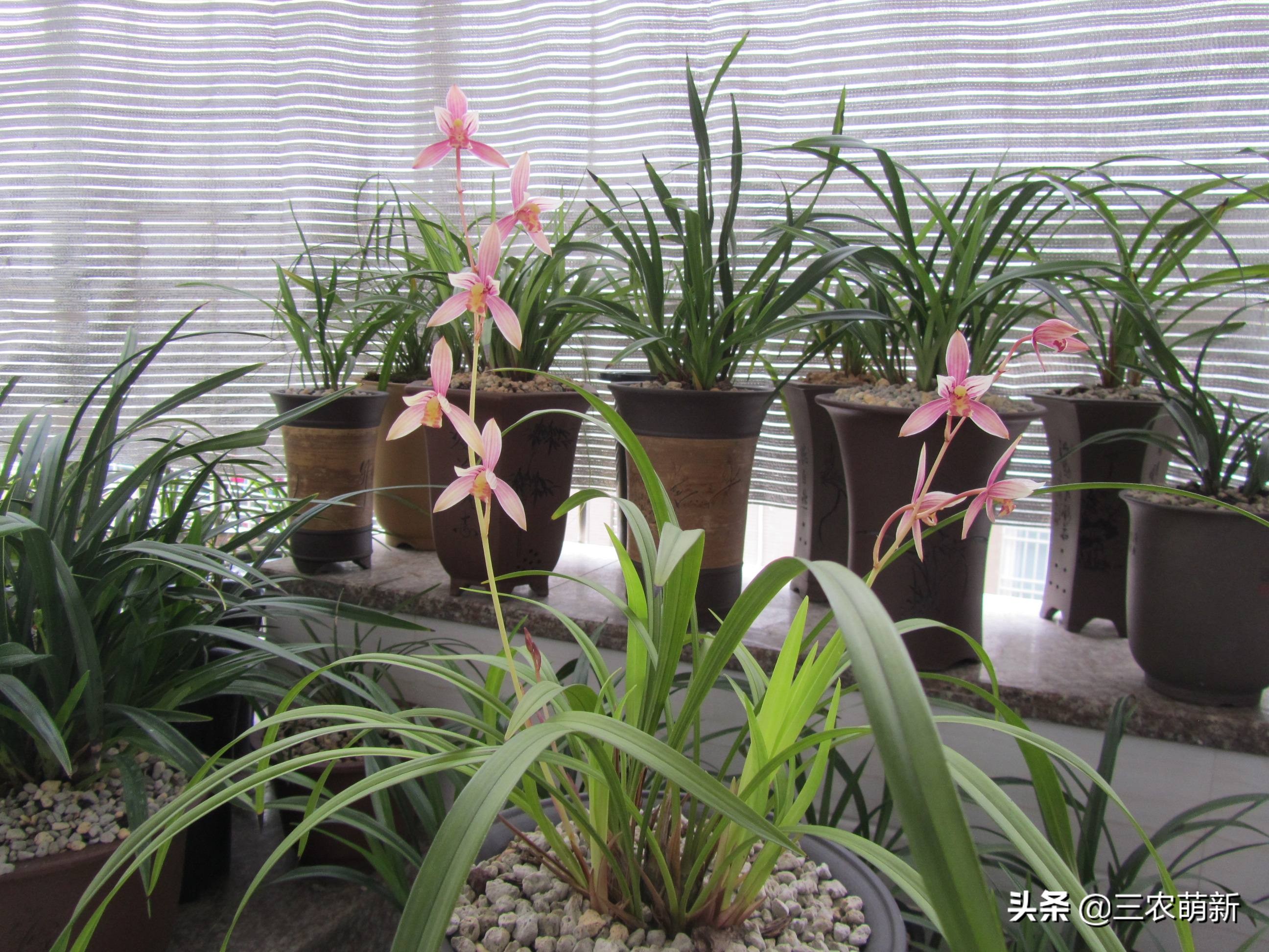 兰花的哪些品种比较好养,兰花哪个品种好养养不死