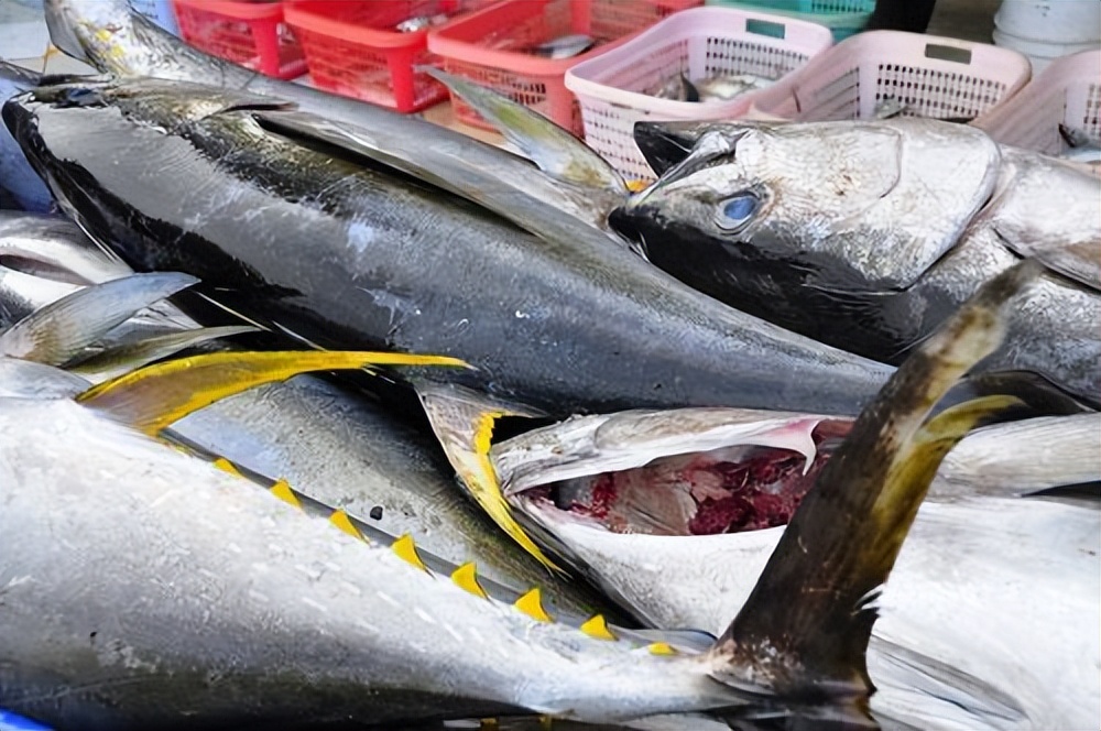 癌症患者吃哪种鱼最好,这五种鱼吃了会得癌