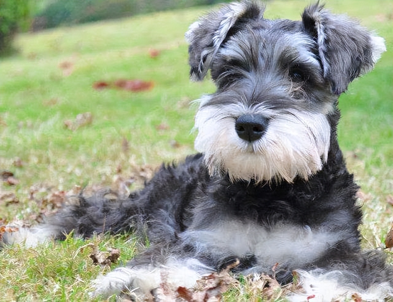 雪纳瑞总是被别的狗凶,雪纳瑞都需要注意些什么