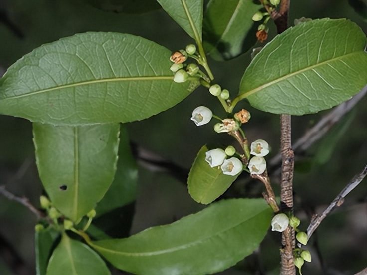 最厉害植物名称大全,5种类型植物名称