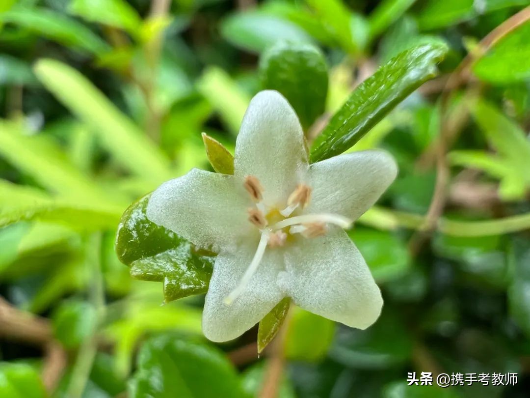 植物树的生长特点及习性,植物种植讲解