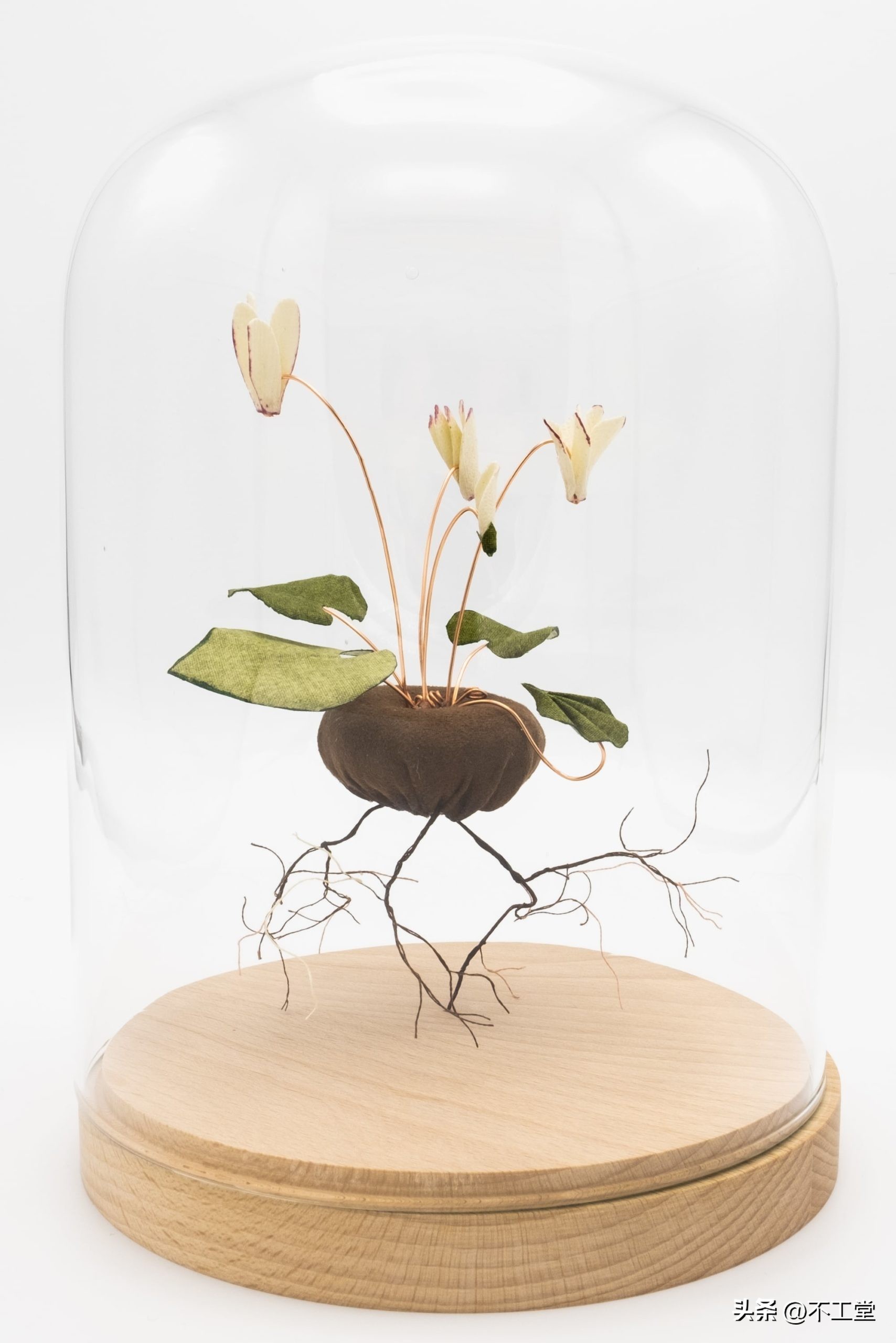 用植物标本做手工,手工压花康乃馨植物标本