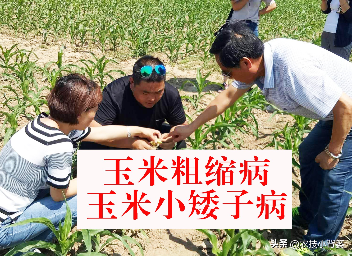 粗缩病玉米叶鞘症状图片,玉米粗缩病什么时间防控最合适