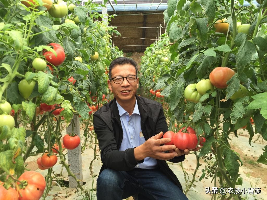 大田作物换茬有什么好处,什么叫轮茬种植