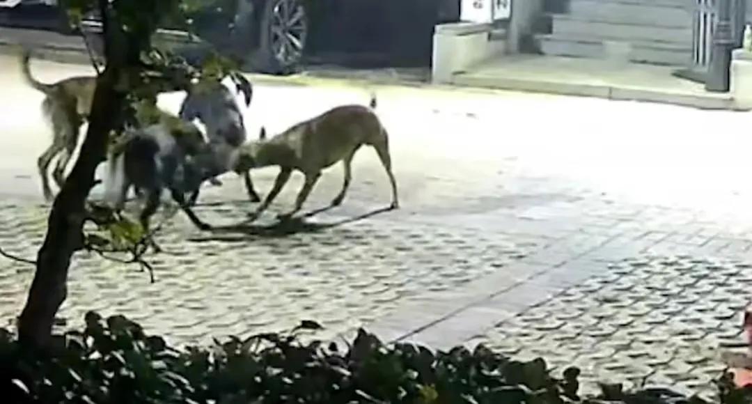 天津汐岸国际小区,天津汐岸国际