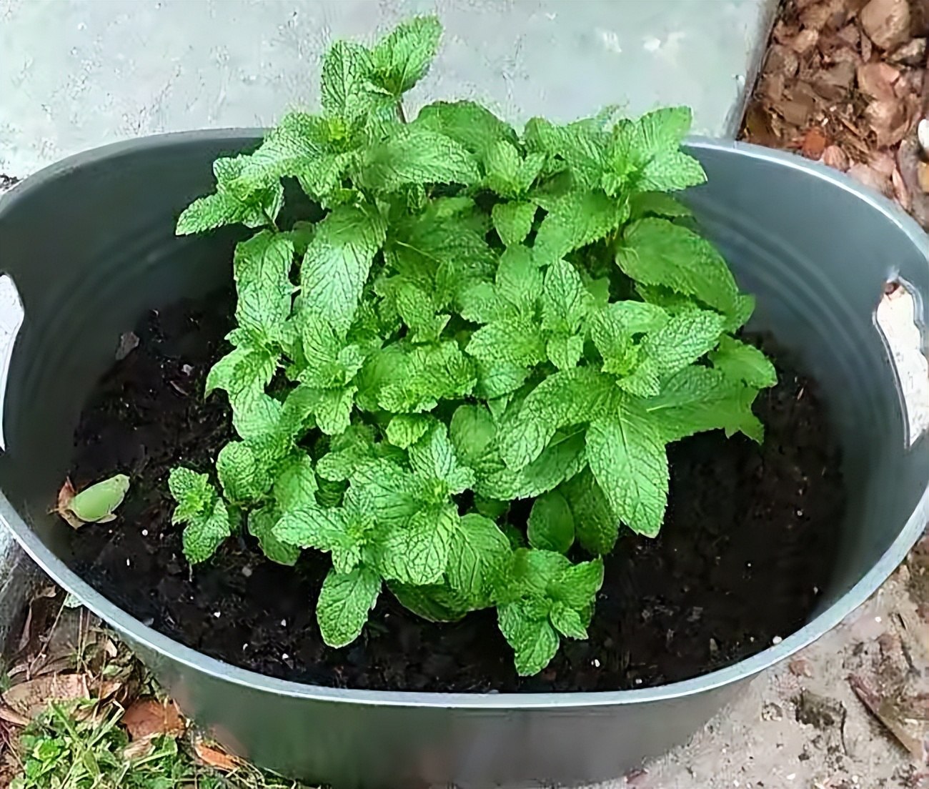 养薄荷的方法技巧适用什么肥,养薄荷叶的方法