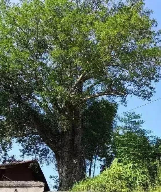 “金陵树王”之一的圆柏树龄1520岁，是南朝梁武帝亲手种植的